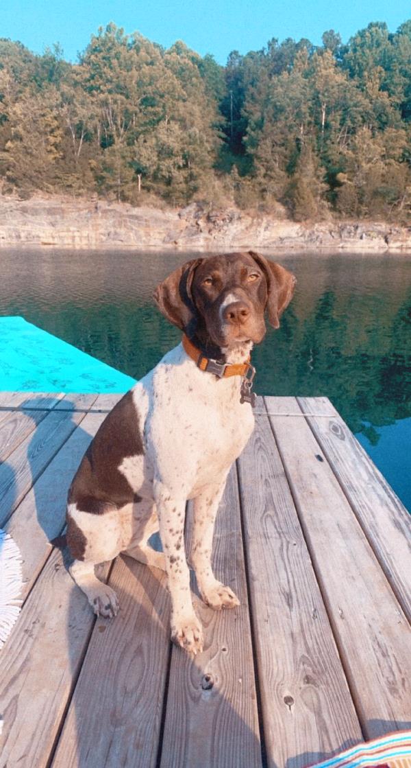 /Images/uploads/Southeast German Shorthaired Pointer Rescue/segspcalendarcontest/entries/31104thumb.jpg